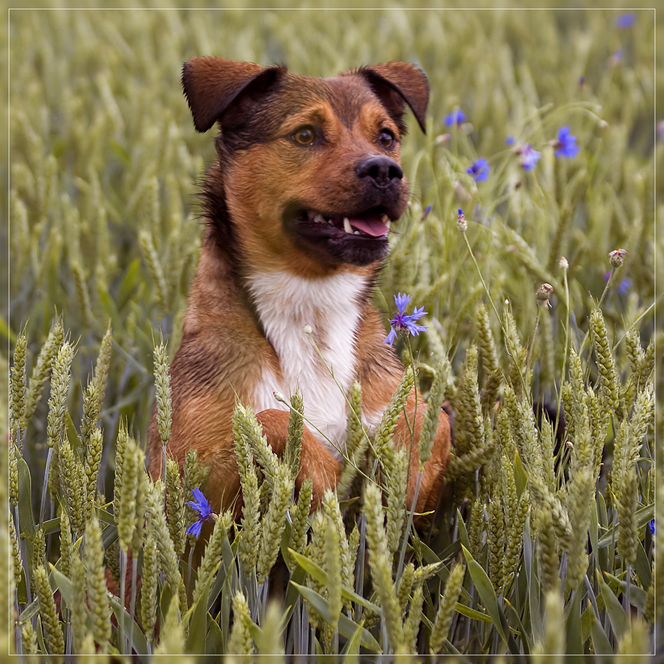 artax_im_feld.jpg