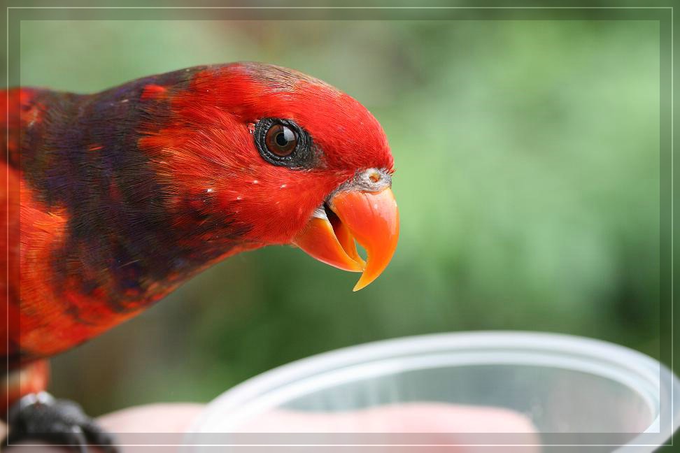 blumenVogel.jpg