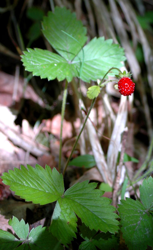 wildstrawberry.jpg