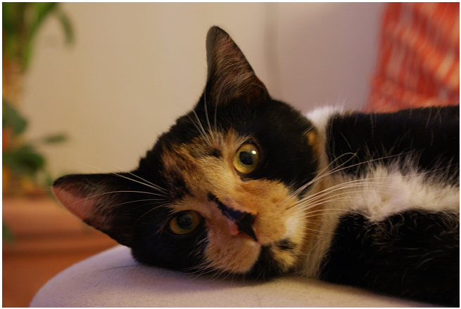 Frieda.jpg