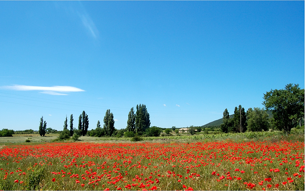 mohn.jpg
