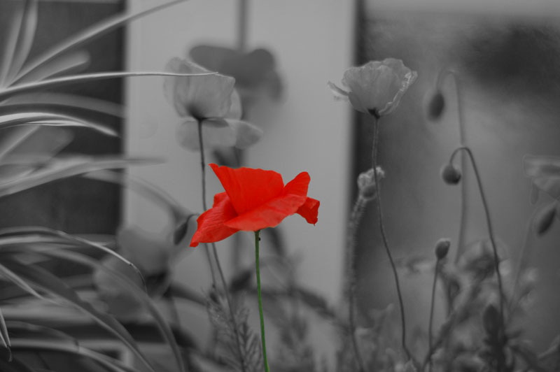 Mohn2.jpg