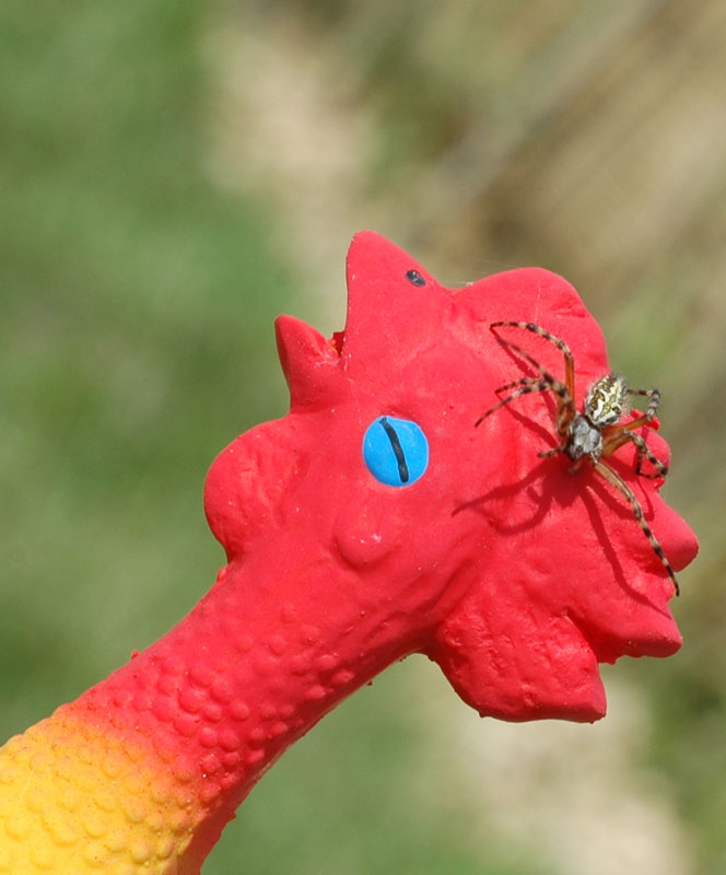 spinneHuhn.jpg