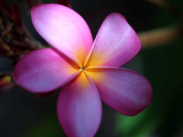 plumeria_69.jpg