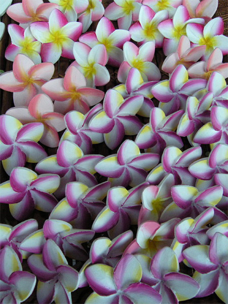 Frangipani_by_oceanpixel.jpg