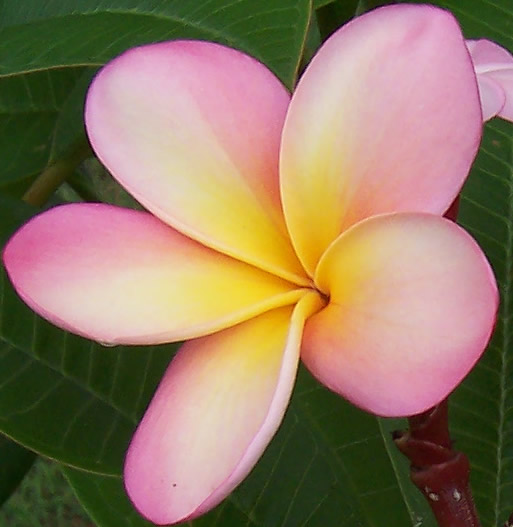 Frangipani__Original_by_xo_lexus_ox.jpg