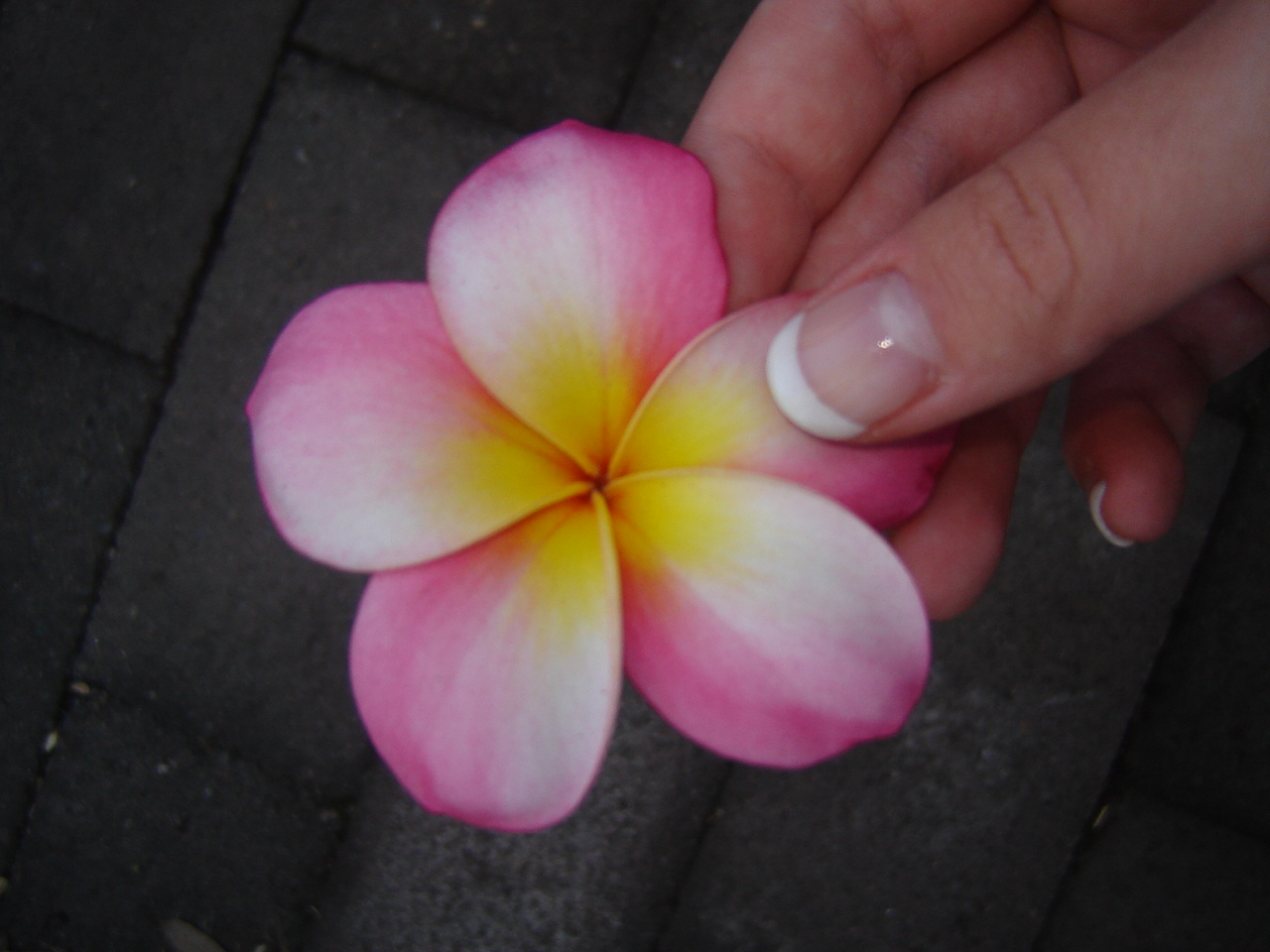 A_Flower_In_The_Hand___by_BizBum.jpg
