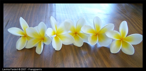 Frangipani__s_by_tulipangel.jpg