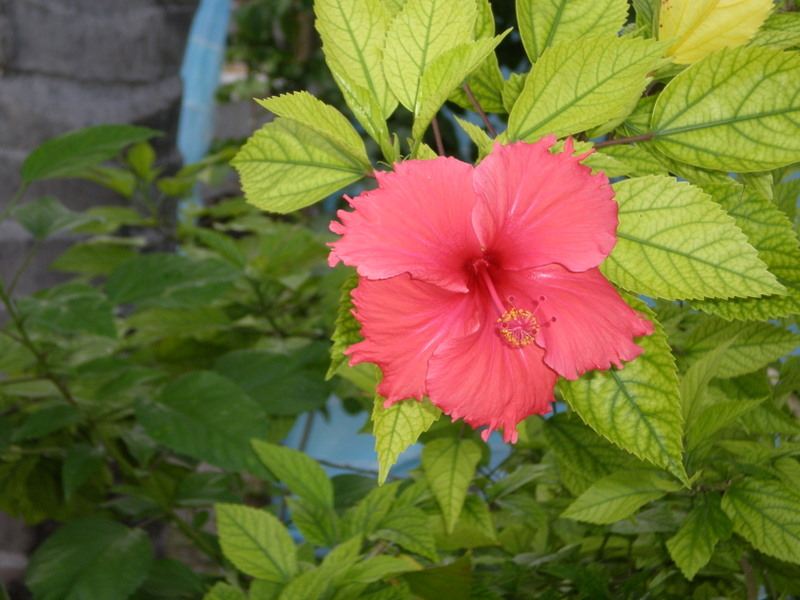 P5070127_600x600_100KB.jpg