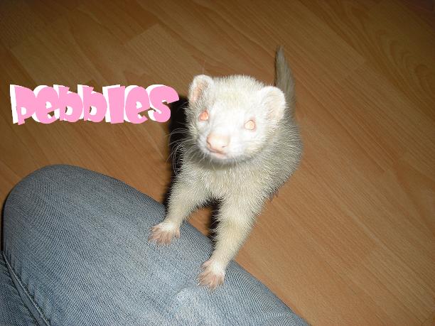 Pebbles.JPG