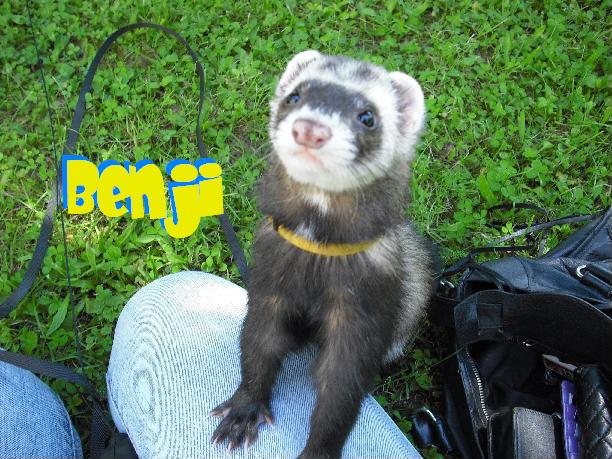 Benji.JPG