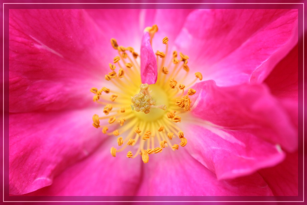 blumenIMG_2478.jpg