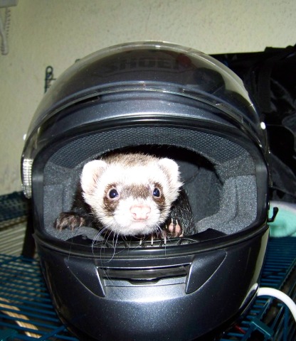 Biker-Frettchen.jpg