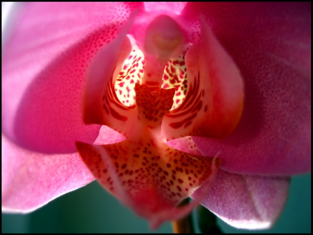 DSCF1475.jpg