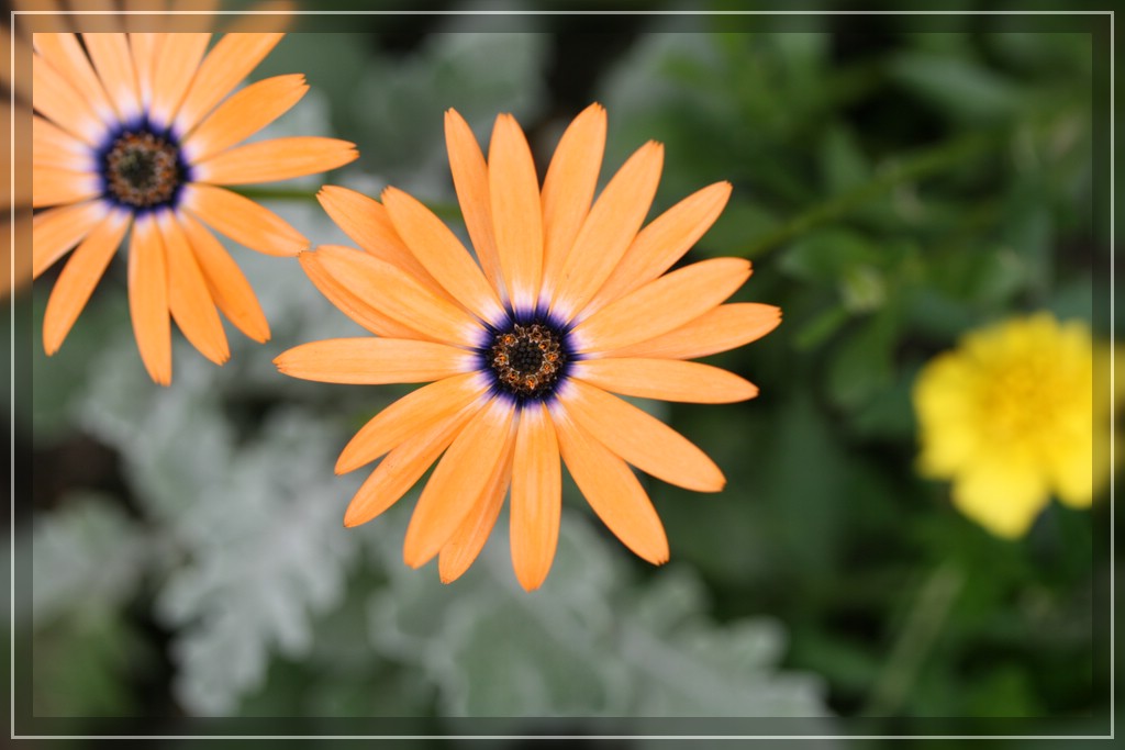 blumenIMG_2537.jpg
