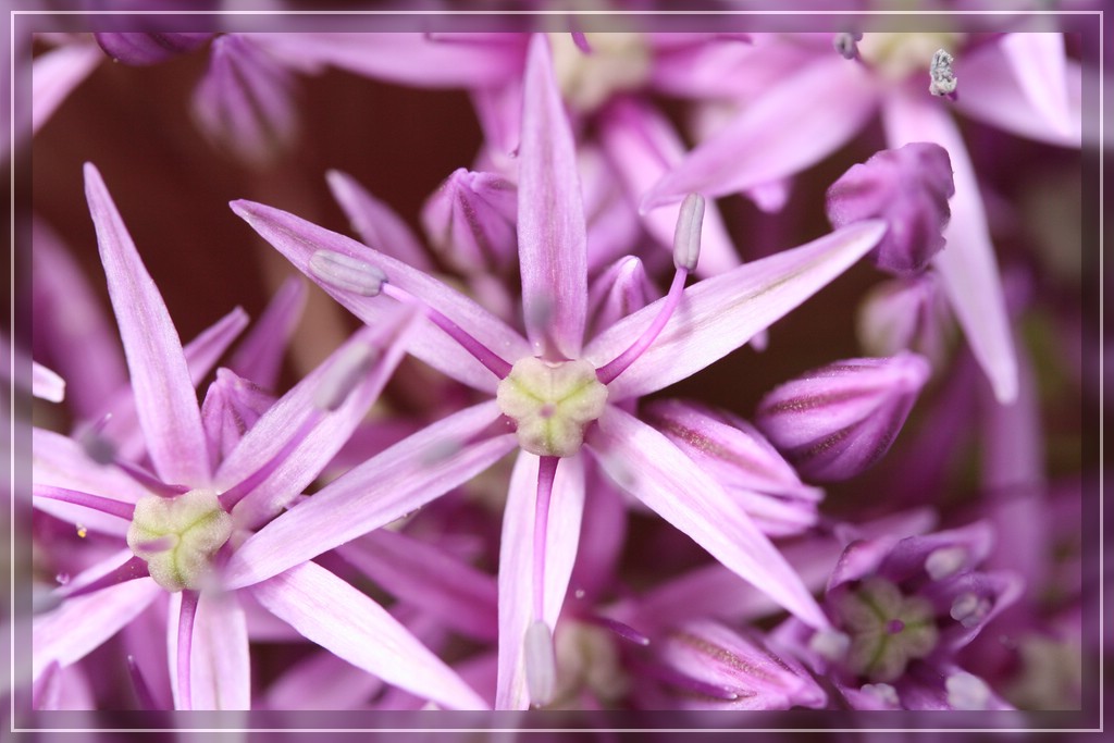 blumenIMG_2445.jpg