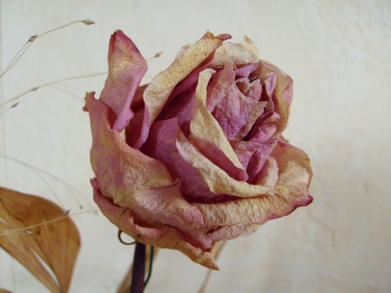 getrocknete Rose_klein.JPG