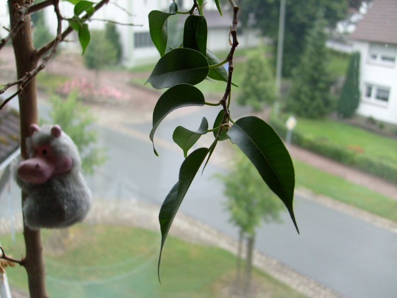 Ficus_klein.JPG
