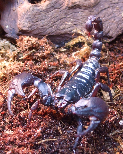 skorp.jpg