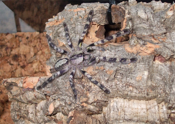 spider.jpg