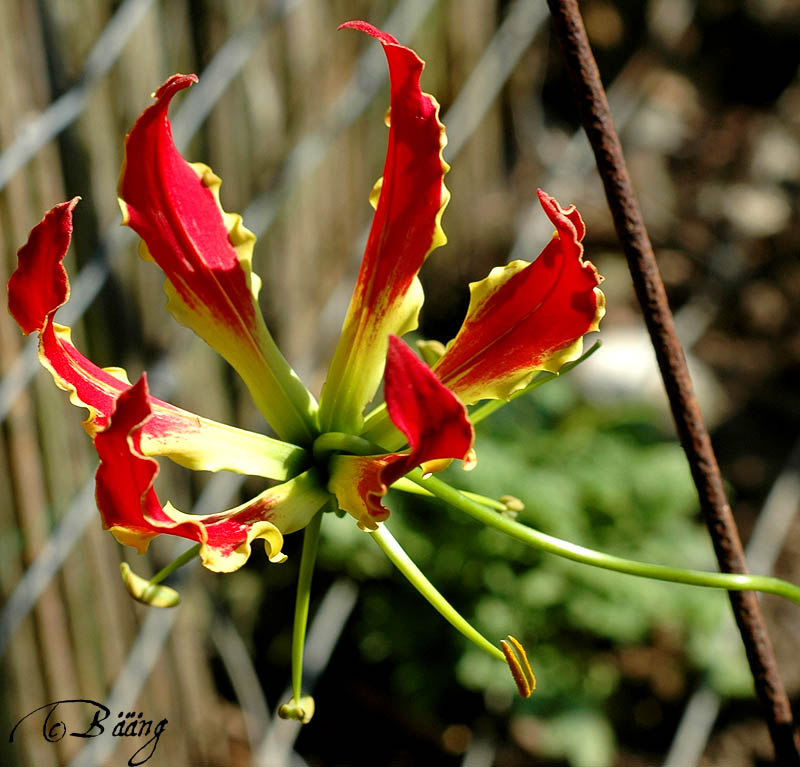 rotgruengelbeBlume.jpg