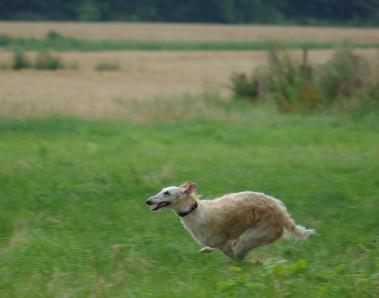 running hannah zarownik.JPG