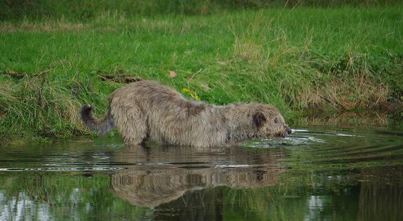 blayney beim baden.JPG