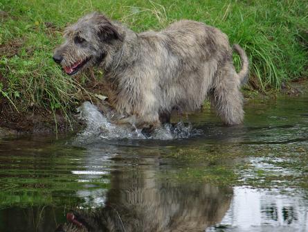 moira im teich.JPG