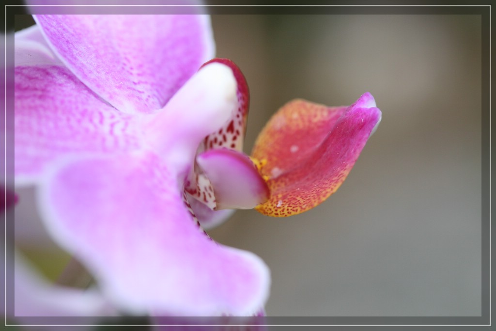 blumenIMG_2417.jpg