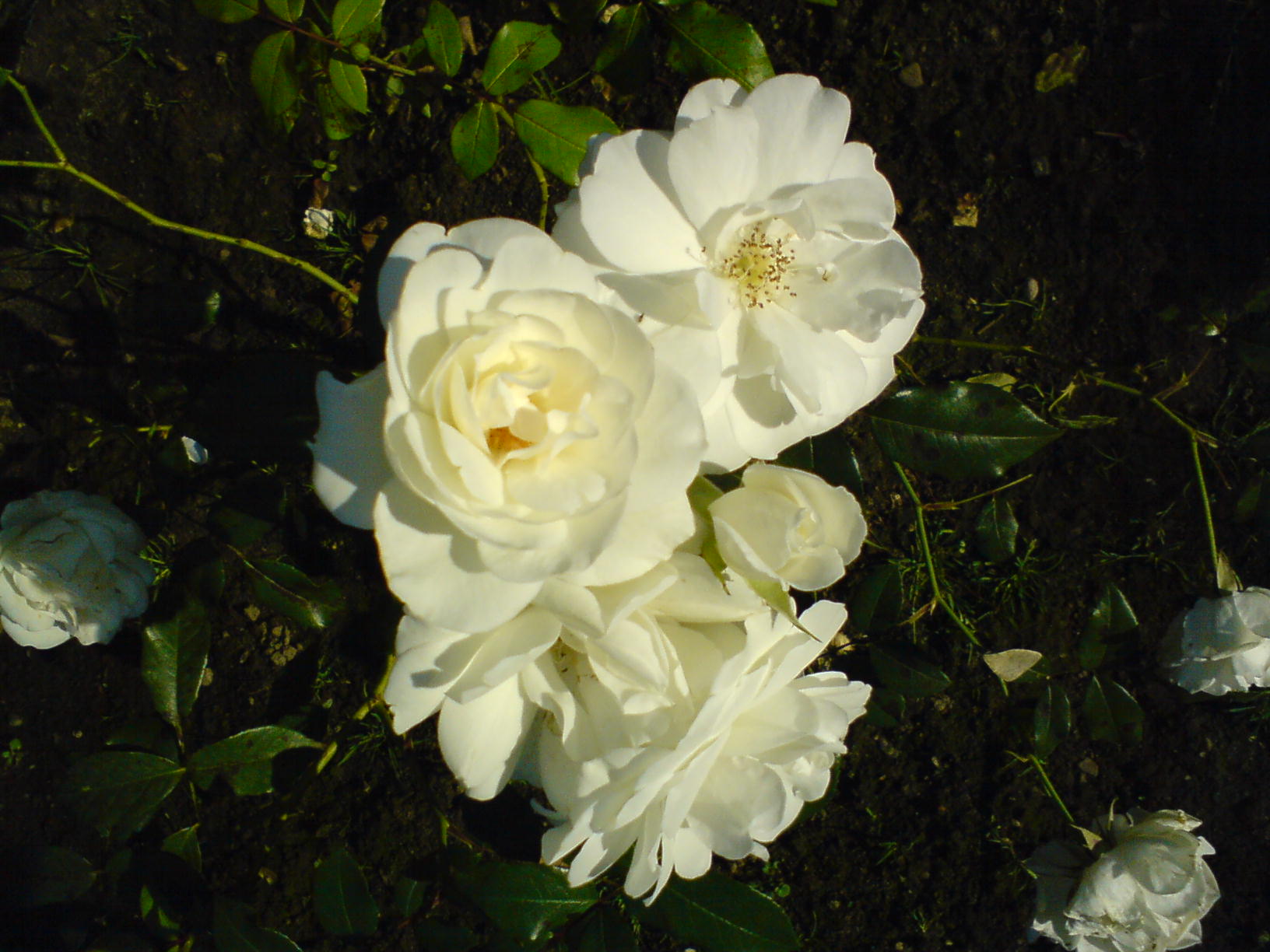 DSC00042.JPG