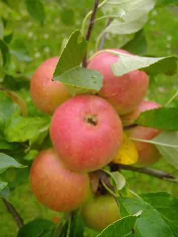 Apfeltraube 1a.JPG