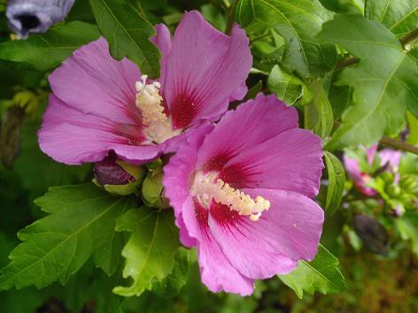 Rosaroter Hibiskus 4a.JPG