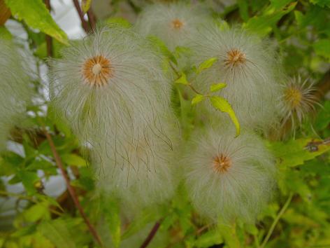 Clematispuscheln 1a.JPG