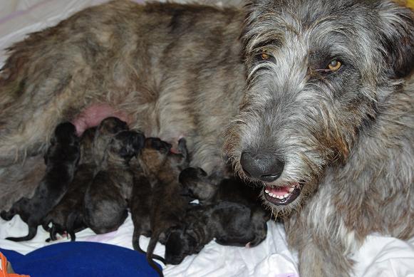 moira´s erster wurf.JPG