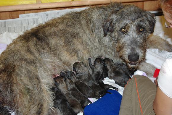 moira + 8 welpen.JPG