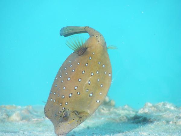 Fischli.jpg