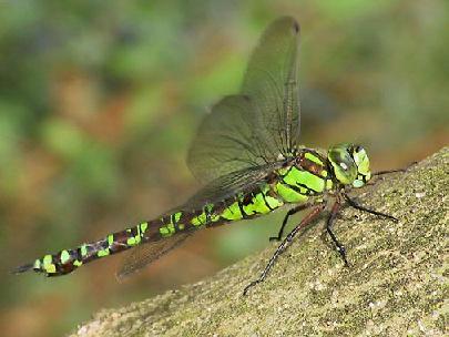 Blau-GrÃƒÂ¼ne Mosaikjungfer (Aeshna cyanea).JPG