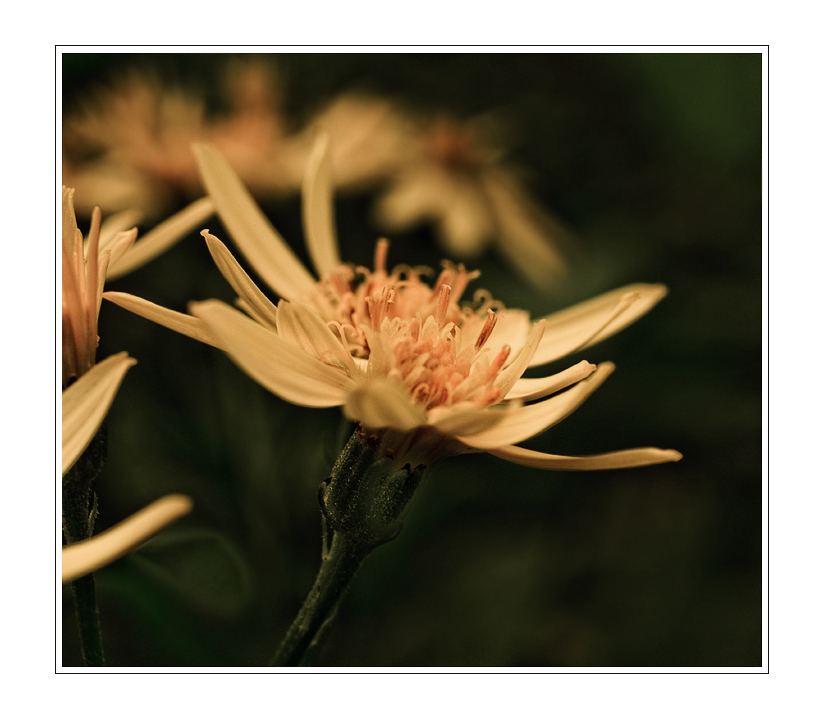 blume_mono.jpg