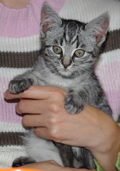 zugelaufene kitty.JPG