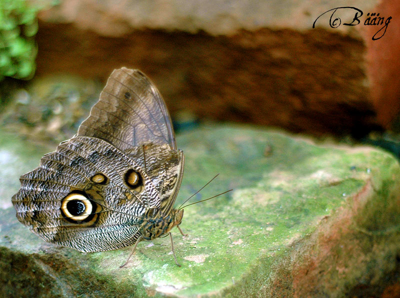 schmetterling2.jpg