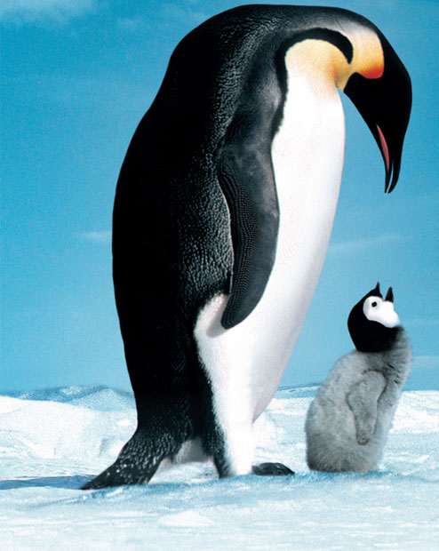 website_pinguine_dvd_11.jpg