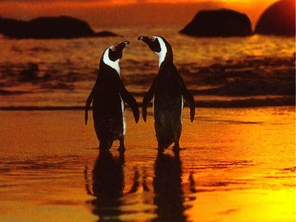 pinguine.jpg