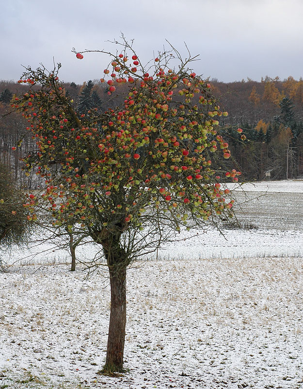 Apfelbaum.jpg