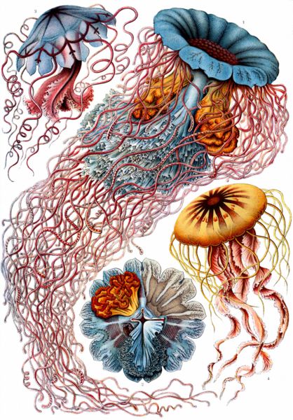 418px-Haeckel_Discomedusae_8.jpg
