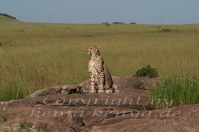 geparden_bilder_kenia_2.jpg