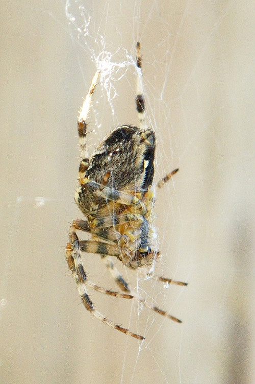 spinne.jpg
