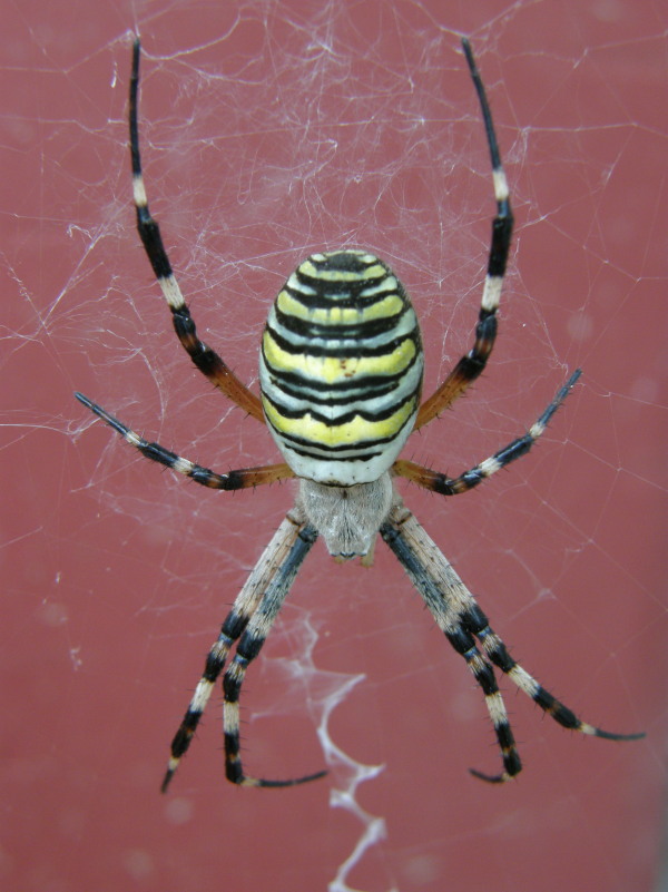 Tigerspinne.jpg