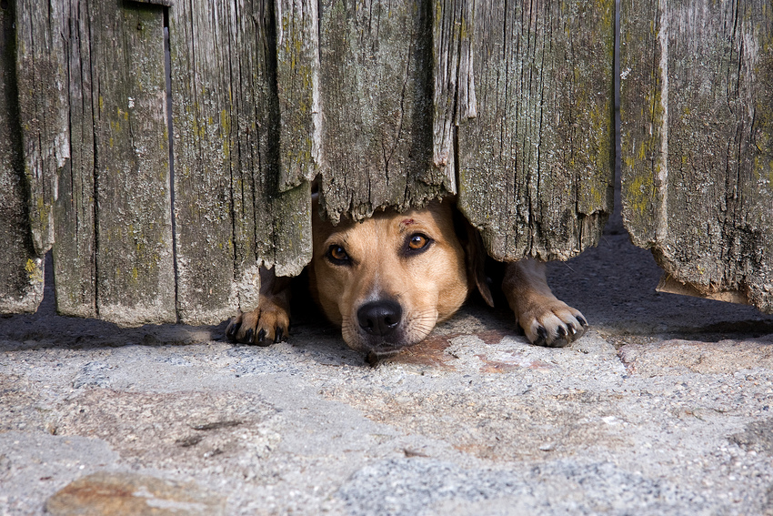 hofhund_klein.jpg