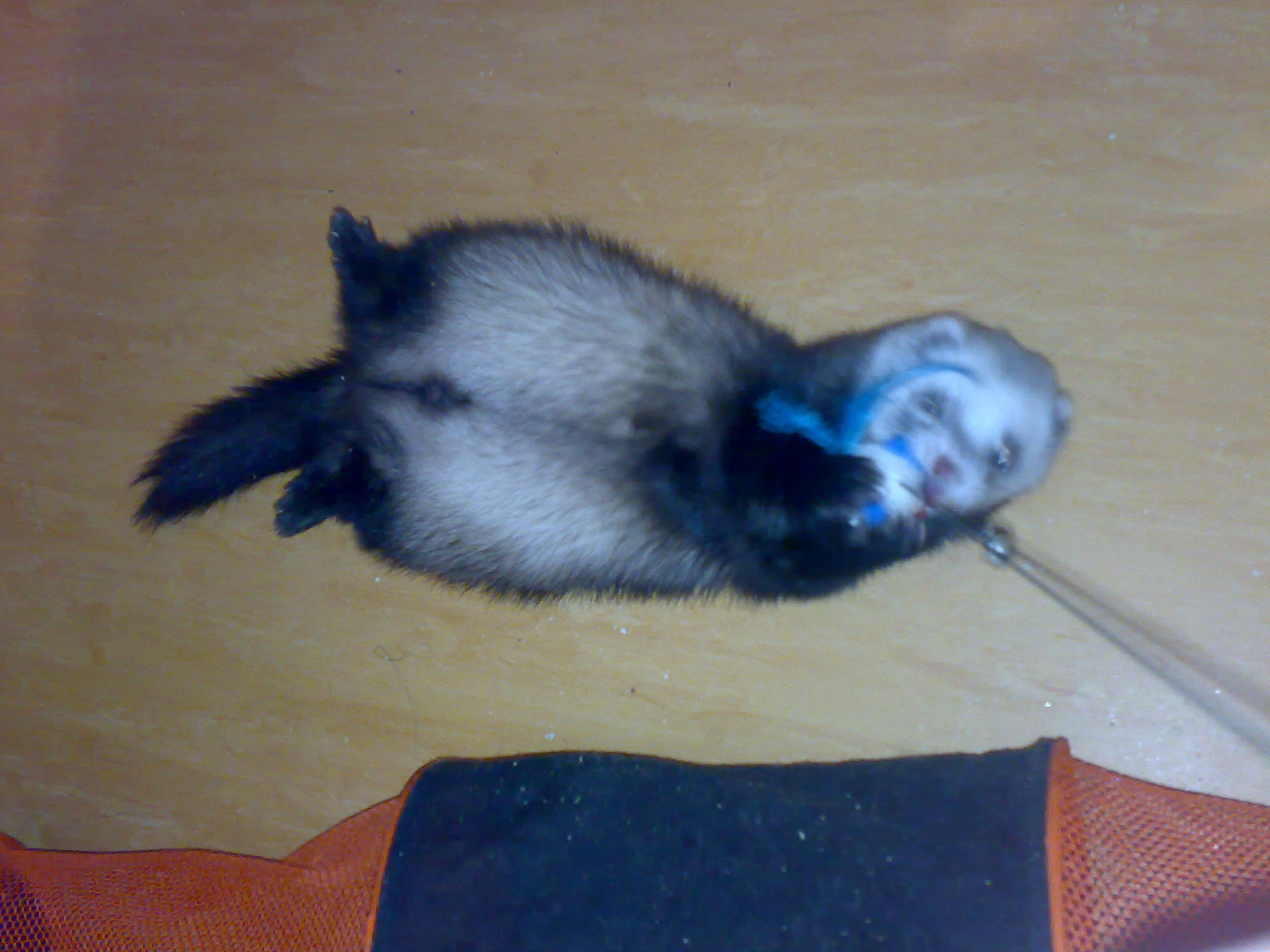 22122007049.jpg