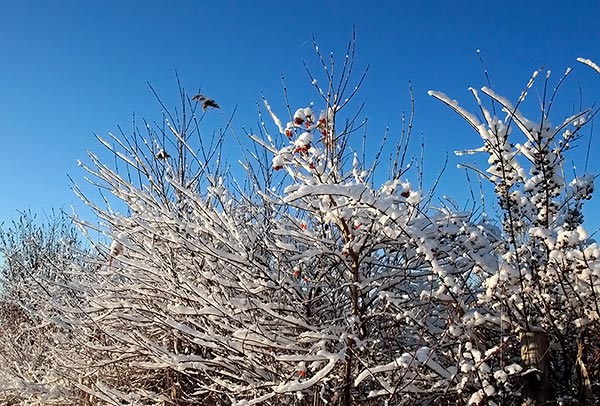 schnee_sonne3.jpg